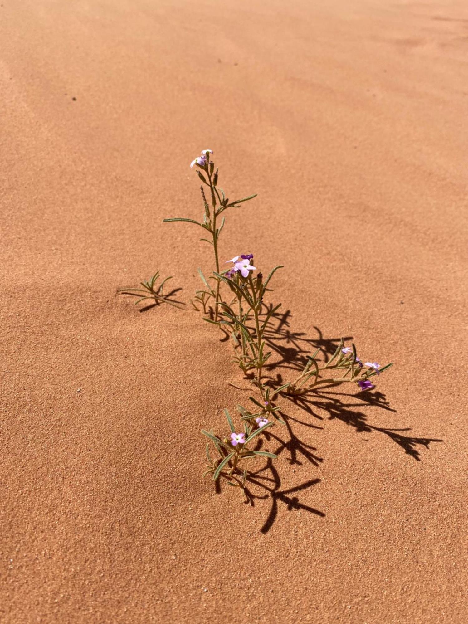 Desert'S Soul Wadi Rum Ad Disah Екстериор снимка