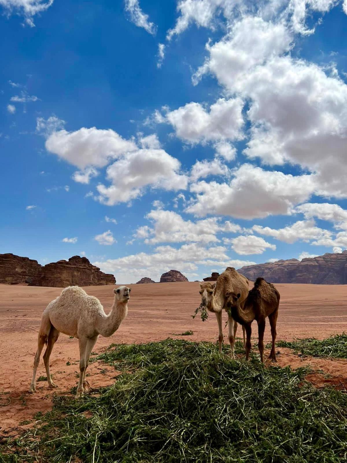 Desert'S Soul Wadi Rum Ad Disah Екстериор снимка