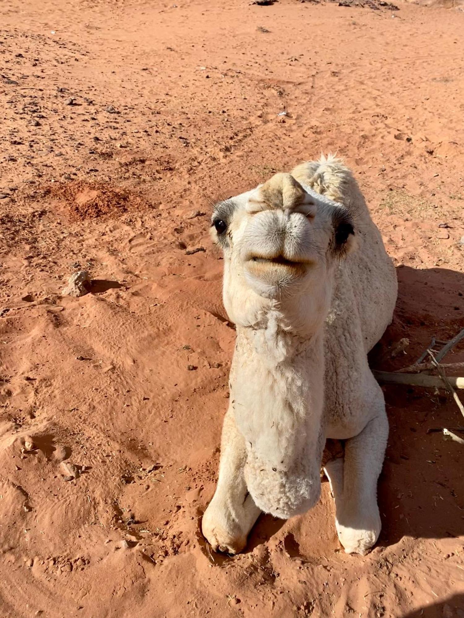 Desert'S Soul Wadi Rum Ad Disah Екстериор снимка